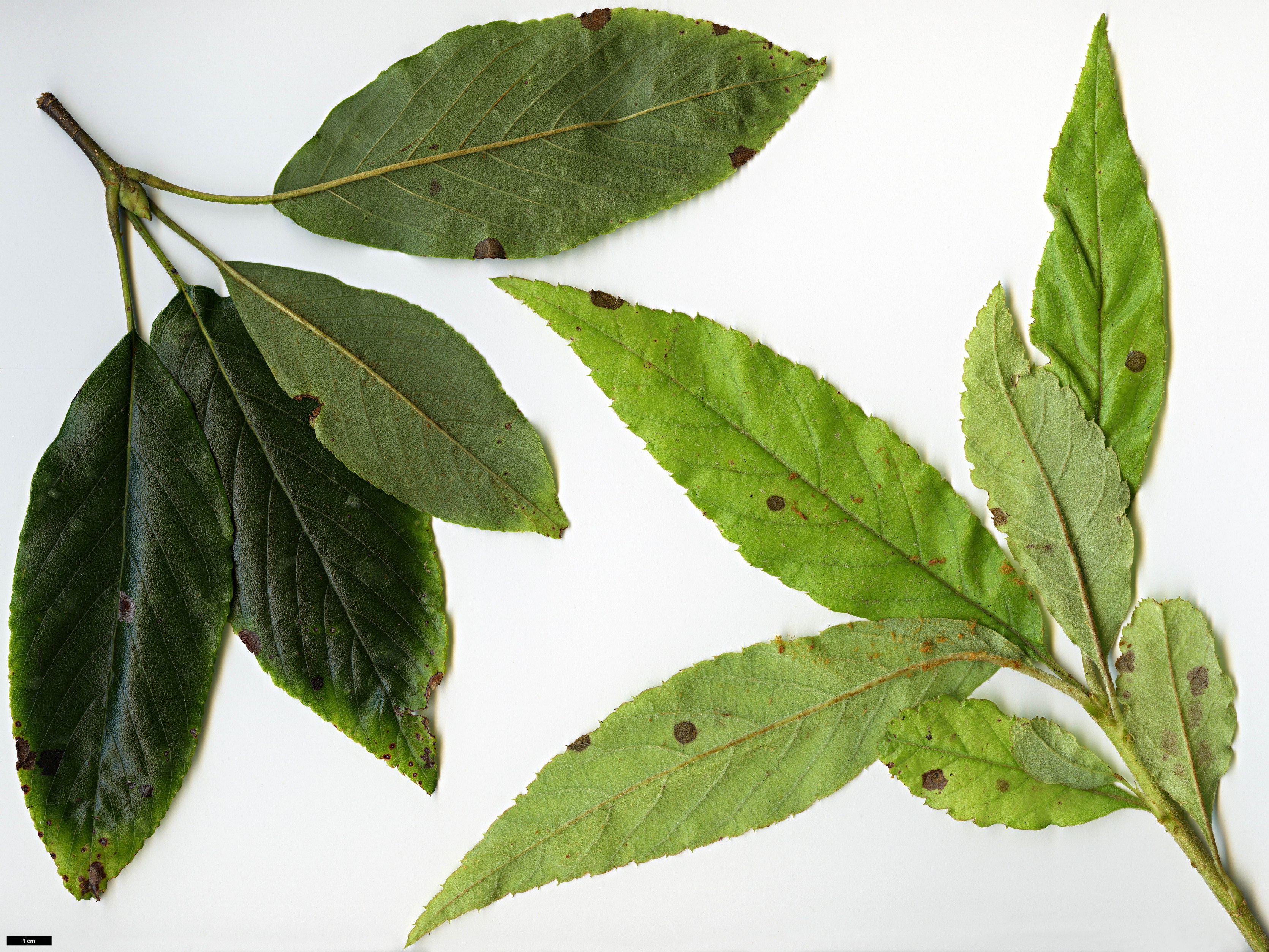 High resolution image: Family: Rosaceae - Genus: Sorbus - Taxon: astateria